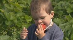 Milovníci jahôd sa môžu tešiť, čoskoro si ich budú môcť sami nazbierať