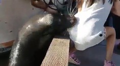 Sekundy strachu. Uškatec takmer utopil malé dievčatko