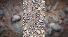 Ako útok z inej planéty! Migrujúce larvy v Tatrách sú ozaj hrôzostrašné