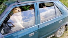 Žena drží v aute troch psov aj v najväčších horúčavách. Policajtom odkázala, že je na dovolenke