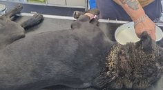 Červy mu vychádzali z úst aj očí. Týraný labrador pri Leviciach vydesil aj ostrieľaných ochranárov