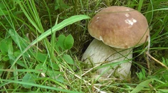 Skvelá správa pre milovníkov húb. Začína sa vaša sezóna