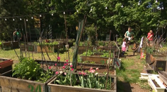 Medzi bratislavskými panelákmi si zriadili komunitnú záhradu. Záujem o ňu je enormný