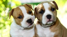 Po brutálnom útoku psa zomrela žena. Montreal tak zakázal chov pitbullov