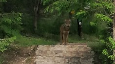 V Tatranskej Polianke buďte opatrní. Ľudia sa tam stretli s vlkom