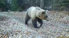 V Demänovskej doline usmrtili medveďa. Už si s ním nevedeli inak poradiť