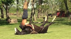 Kôň cvičí jógu. Neuveríte, aké kúsky dokáže s trénerom