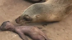 Nielen ľudia dokážu prejaviť emócie. Uškatec plakal nad stratou mláďaťa
