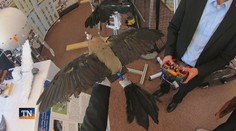 Vedci vyrobili drony z uhynutých vtákov. Urobili vďaka tomu objav, ktorý môže zmeniť letecký priemysel