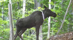 Pri Detve ušli losy zo zvernice. Samica čaká mláďa. Majitelia varujú ľudí
