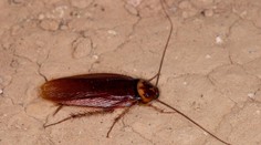 Vyhľadávanú dovolenkovú destináciu zaplavili šváby. Hrozí vypuknutie epidémie