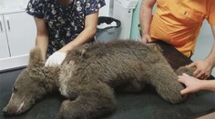 Záchrana zmäteného a dezorientovaného mláďaťa. Zrejme sa prejedlo halucinogénneho medu