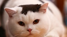 Prekvapivé zistenie o mačkách. Aktivita, ktorú obľubujú najmä psy, im vôbec nie je cudzia