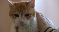 Garfield je najstarší kocúr na kontinente. Neuveríte, koľko má rokov