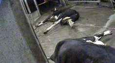 Ako vznikala v Poľsku reportáž o bitúnku? Dostať sa tam trvalo celé mesiace