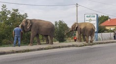 Exotika v Šali: Vedľa frekventovanej cesty sa pásli dve slonice