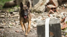 Turisti v Chorvátsku by mali byť na pozore. Ľudí na uliciach napádajú psy