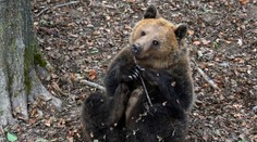 Situácia s medveďmi je kritická. Ľudia volajú po ich odstrele, odborníci vidia problém v nelegálnom prikrmovaní