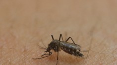 Českí vedci objavili prvú látku účinnú proti vírusu zika