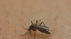 Kuba nahlásila prvý prípad nakazenia vírusom zika na území krajiny
