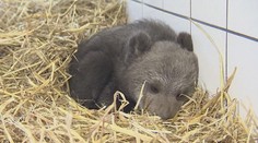 Aký bude osud medvedích najdúchov? Názor odborníkov sa líši