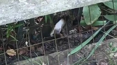 VIDEO: Had zaútočil na králika. Jeho matka mu to nedarovala