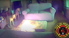 VIDEO: Hasiči ukázali, ako ľahko môže vzniknúť požiar, keď sa k lítiovej batérii dostane pes