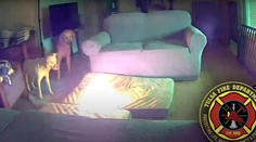 VIDEO: Hasiči ukázali, ako ľahko môže vzniknúť požiar, keď sa k lítiovej batérii dostane pes