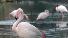 Deti vo veku 5, 6 a 8 rokov ukameňovali plameniaka v jihlavskej ZOO