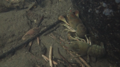 Suché počasie vyťahuje vodu z potokov a riek. Niektoré korytá sa už zmenili na kamenné polia