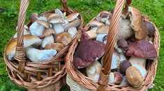 Slovensko zažíva hubársky boom. Odborník prináša ďalšie skvelé správy (+ mapa výskytu)