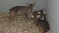 Viete, čo je to mundžak? Polícia na východe odhalila obchod so vzácnymi zvieratami z Ázie