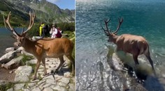 VIDEO: Úchvatné stretnutie v Tatrách. Miestny krásavec sa turistom postaral o nezabudnuteľný zážitok