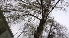 Alergici začali tento rok trpieť podstatne skôr, ako býva zvykom. Zisťovali sme, prečo
