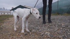 Bez kúska citu. V lese nechali psa, ktorý celé týždne trpel hladom