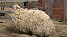 Ovca, ktorú nikdy nestrihali: Musela žmurknúť, aby sme vedeli, že žije