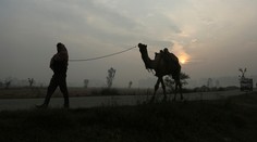 Na žiadosť domorodcov v Južnej Austrálii zastrelia tisícky tiav
