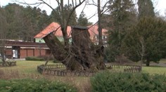 Táto lipa je rarita Slovenska, možno aj Európy. Jej vek neuhádnete