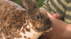 Muž spod Tatier vyšľachtil unikátne štrbské gepardie králiky, aké ste ešte nevideli. Pozrite sa, ako vyzerajú