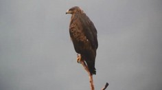 Orlica Anička prekvalila ochranárov. Čo opäť vyviedla?