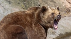 Na trojicu mužov v Rusku v lese zaútočil medveď. Hoci ich šelma napadla, nemala šancu