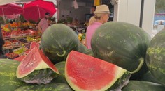 Viete, ako si vybrať správny melón? Zisťovali sme to priamo v Chorvátsku