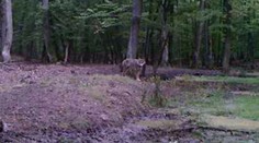 Na juhu Slovenska sa objavil nový predátor