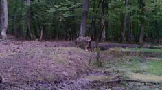 Na juhu Slovenska sa objavil nový predátor