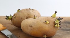 Riziká vyklíčených zemiakov. Všetko, čo by ste mali o nich vedieť