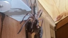 Scéna ako z nočnej mory. Manželia natrafili na obrovského pavúka