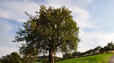 Bošácka hruška bojuje o titul Európsky strom roka. Pomôžte hlasmi, potrebuje ich