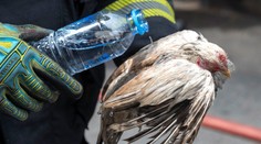 FOTO: Uhynuli v plameňoch. Požiar na slávnom bangkockom trhu zabil tisíc zvierat