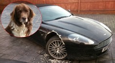 Majiteľa luxusného auta skoro porazilo. Zničil mu ho pes!