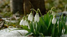 Teploty budú vo štvrtok atakovať 15 stupňov